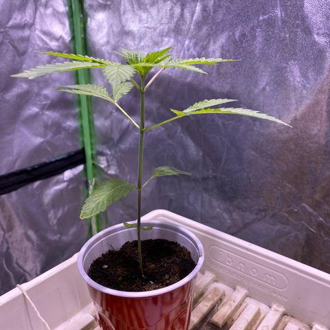 Bermuda Triangle (triploid) growlog timeline photo