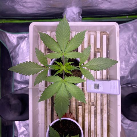 Bermuda Triangle (triploid) growlog timeline photo