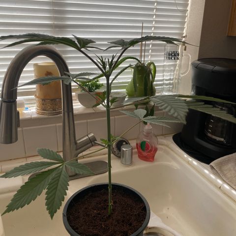 Bermuda Triangle (triploid) growlog timeline photo
