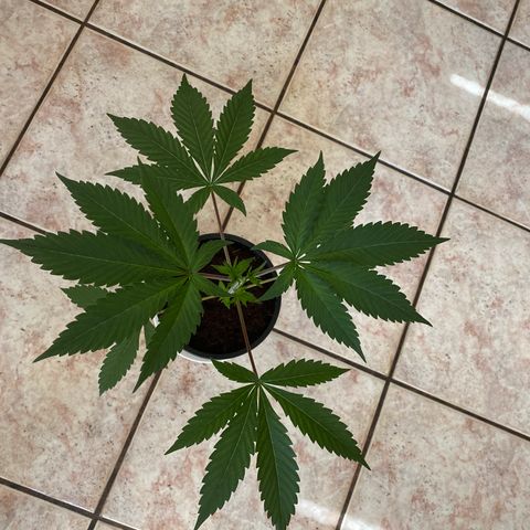 Bermuda Triangle (triploid) growlog timeline photo