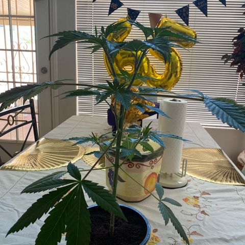 Bermuda Triangle (triploid) growlog timeline photo