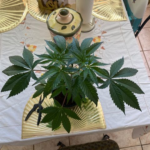 Bermuda Triangle (triploid) growlog timeline photo