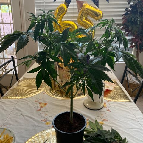 Bermuda Triangle (triploid) growlog timeline photo