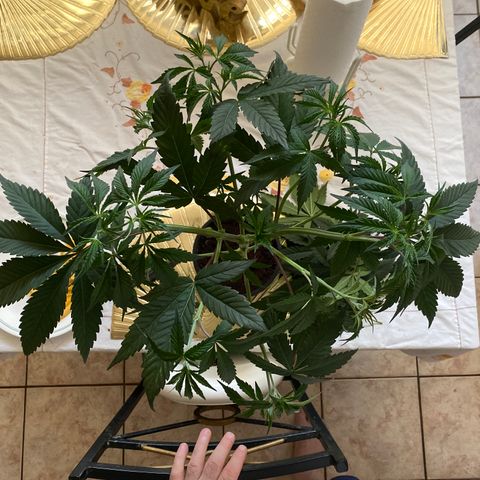 Bermuda Triangle (triploid) growlog timeline photo
