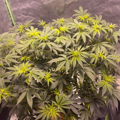 Bermuda Triangle (triploid) growlog timeline photo