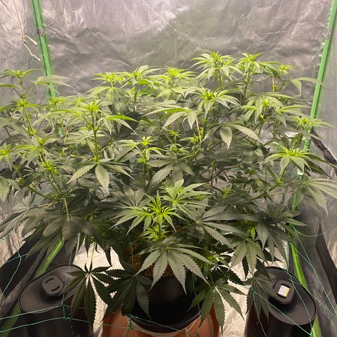 Bermuda Triangle (triploid) growlog timeline photo