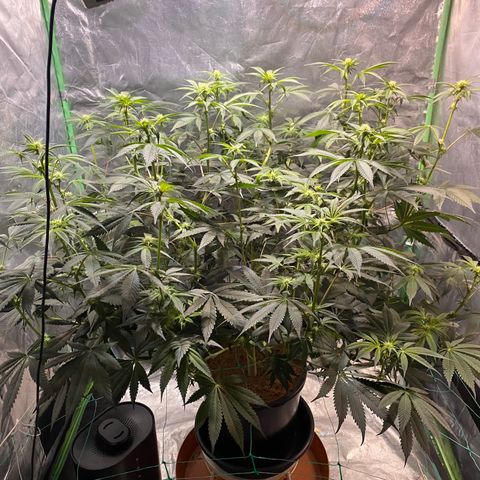 Bermuda Triangle (triploid) growlog timeline photo