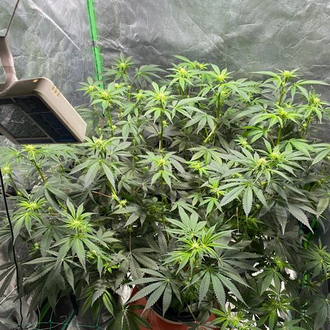 Bermuda Triangle (triploid) growlog timeline photo