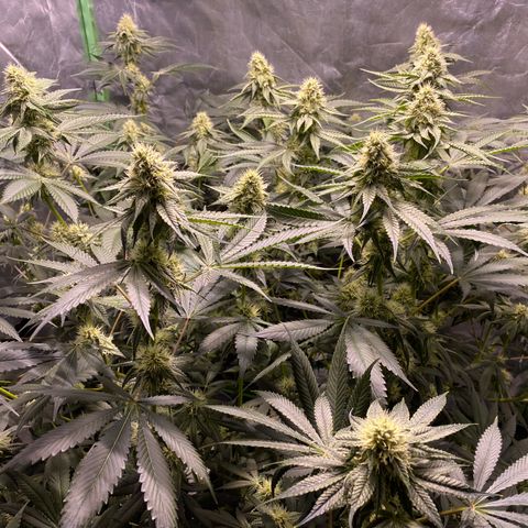 Bermuda Triangle (triploid) growlog timeline photo