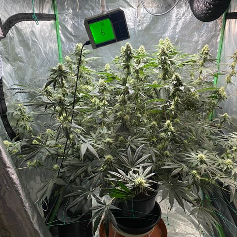 Bermuda Triangle (triploid) growlog timeline photo