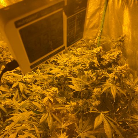 Bermuda Triangle (triploid) growlog timeline photo