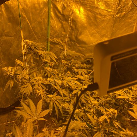 Bermuda Triangle (triploid) growlog timeline photo