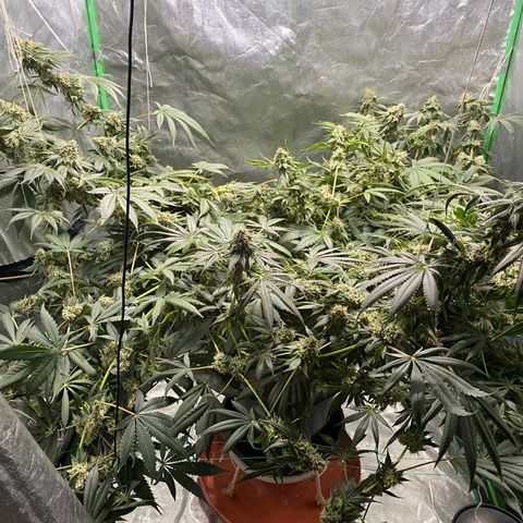 Bermuda Triangle (triploid) growlog timeline photo