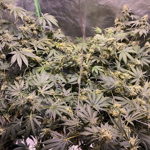 Bermuda Triangle (triploid) growlog timeline photo