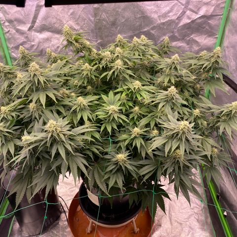 Bermuda Triangle (triploid) growlog timeline photo