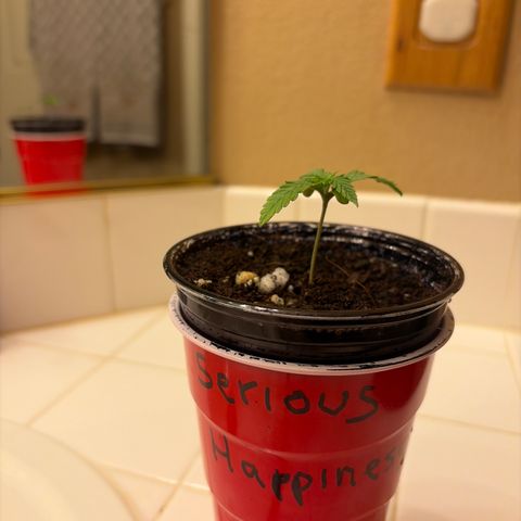 Serious Happiness growlog timeline photo