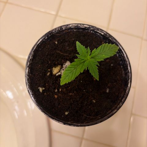 Serious Happiness growlog timeline photo