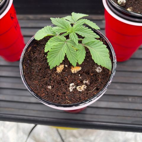 Cosmic Crashers growlog timeline photo