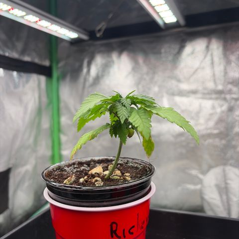 Rickey’s Hash Plant  growlog timeline photo