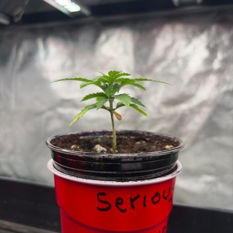 Serious Happiness growlog timeline photo