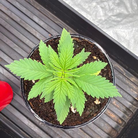 Serious Happiness growlog timeline photo