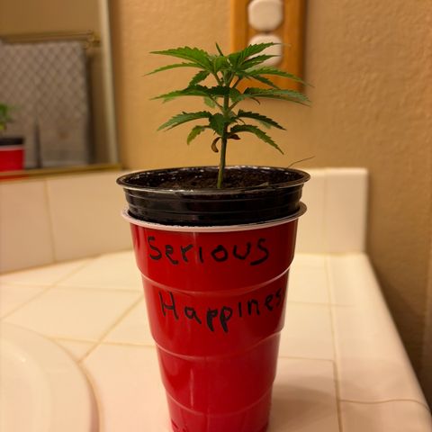Serious Happiness growlog timeline photo