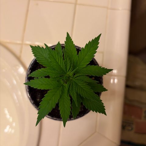 Serious Happiness growlog timeline photo