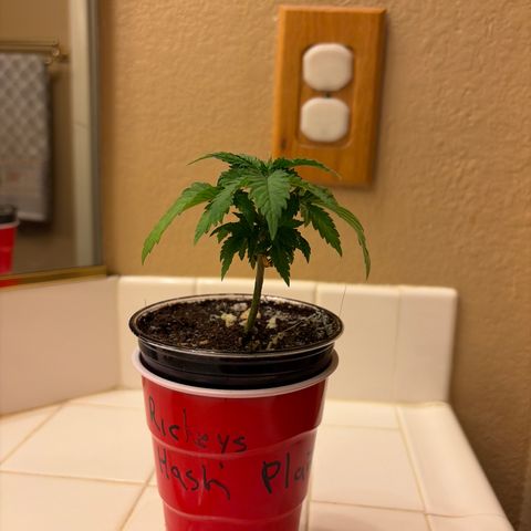 Rickey’s Hash Plant  growlog timeline photo