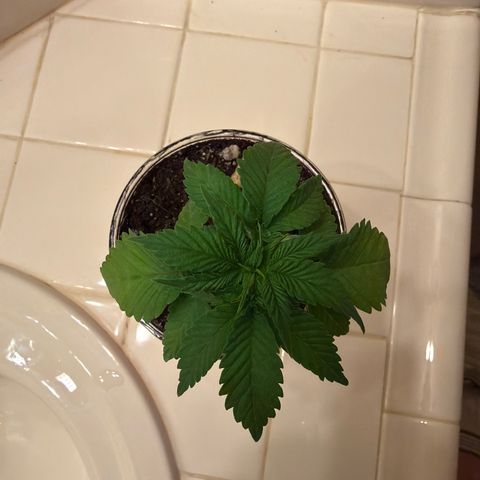 Rickey’s Hash Plant  growlog timeline photo