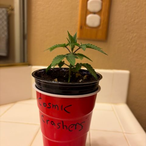 Cosmic Crashers growlog timeline photo