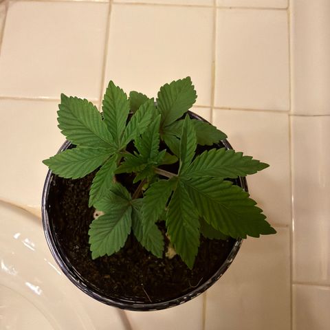 Cosmic Crashers growlog timeline photo