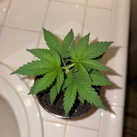 Serious Happiness growlog timeline photo