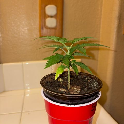 Serious Happiness growlog timeline photo