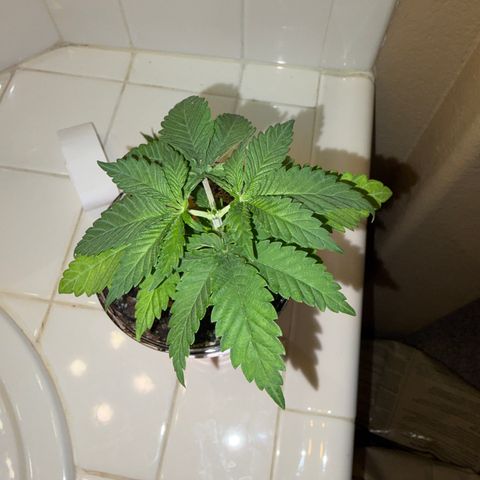 Rickey’s Hash Plant  growlog timeline photo