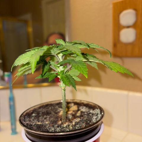 Rickey’s Hash Plant  growlog timeline photo