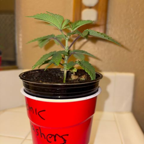 Cosmic Crashers growlog timeline photo