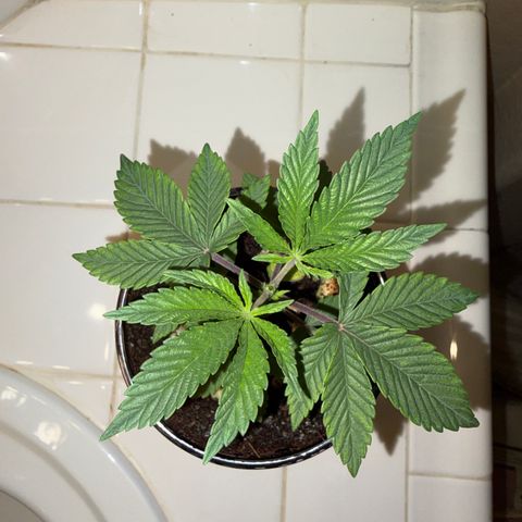 Cosmic Crashers growlog timeline photo