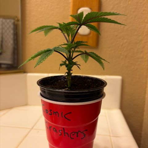 Cosmic Crashers growlog timeline photo