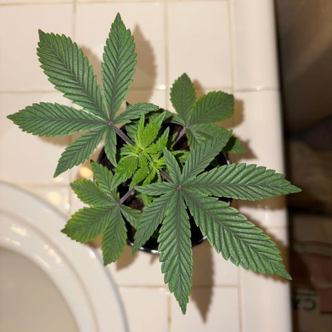 Cosmic Crashers growlog timeline photo