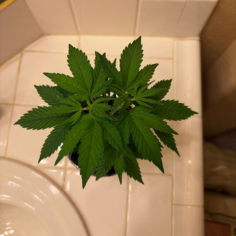 Serious Happiness growlog timeline photo