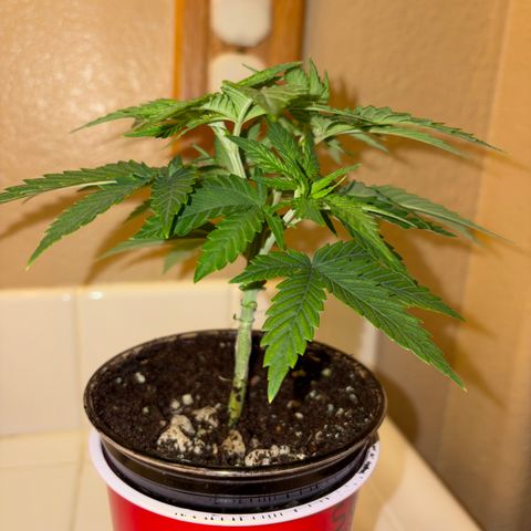 Serious Happiness growlog timeline photo