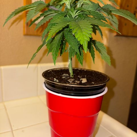 Rickey’s Hash Plant  growlog timeline photo