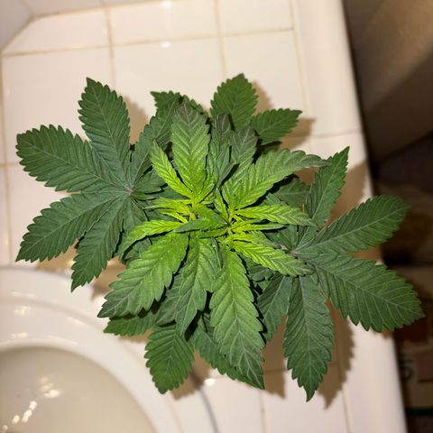 Rickey’s Hash Plant  growlog timeline photo