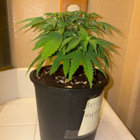 Serious Happiness growlog timeline photo