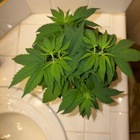Serious Happiness growlog timeline photo
