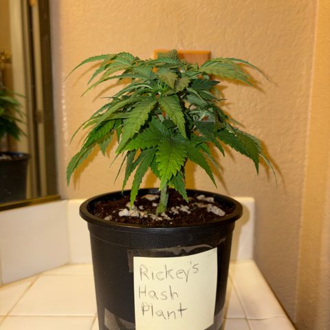 Rickey’s Hash Plant  growlog timeline photo