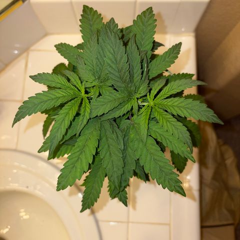 Rickey’s Hash Plant  growlog timeline photo