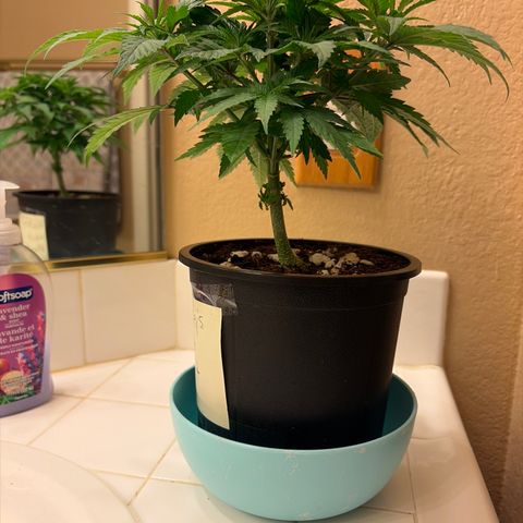 Rickey’s Hash Plant  growlog timeline photo