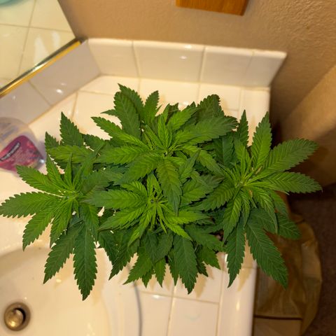 Rickey’s Hash Plant  growlog timeline photo