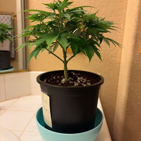 Serious Happiness growlog timeline photo